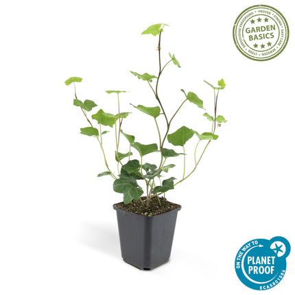 Hedera Hibernica - ↕10-25cm - Ø9cm - 48x