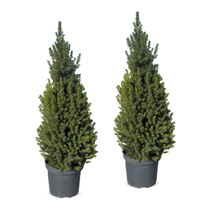 2x Picea glauca Conica - Kegelspar - Groen - Kerstboom - Ø26cm - ↕110cm