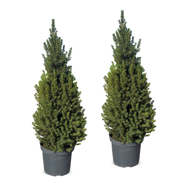 2x Picea glauca Conica - Kegelspar - Groen - Kerstboom - Ø26cm - ↕110cm