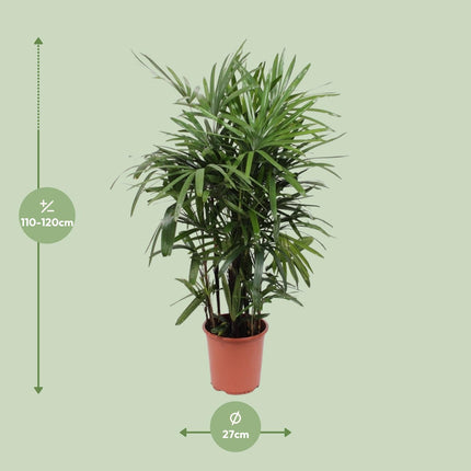 Rhapis Excelsa - Palmera de bambú - ↕120cm - Ø27cm