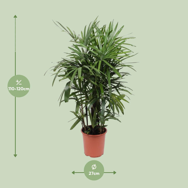 Rhapis Excelsa - Bamboo palm - ↕120cm - Ø27cm