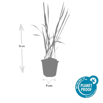 Imperata cylindrica 'Red Baron' – Japanisches Blutgras – ↕10–25 cm – Ø9 cm – 6 Stück