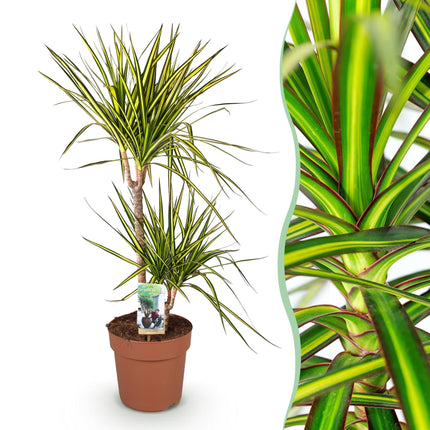 Dracaena Sunray - Árbol de sangre de dragón - ↕90-100cm - Ø21cm