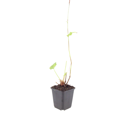 Persicaria amplexicaulis 'Speciosa' - Duizendknoop - ↕10-25cm - Ø9cm - 6x