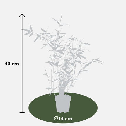 Phyllostachys 'Bissetii' - Grönstamig bambu - ↕40cm - Ø14cm