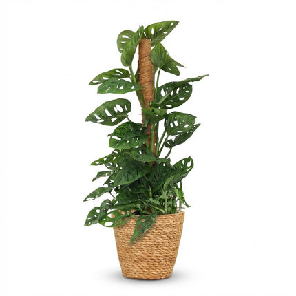 Monstera Andansonii Mosstok - Monkey Mask - met Mand - ↕90cm - Ø19cm