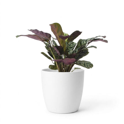 Ctenanthe Burle Marxii - Visgraatplant - met Potter Wit - Pot 12cm - Hoogte - 30cm