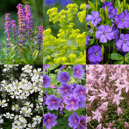 Borderpakket - Bodembedekend - Diversen - Soorten en kleuren - 12 Planten - Pot 11cm - Hoogte 15-25cm