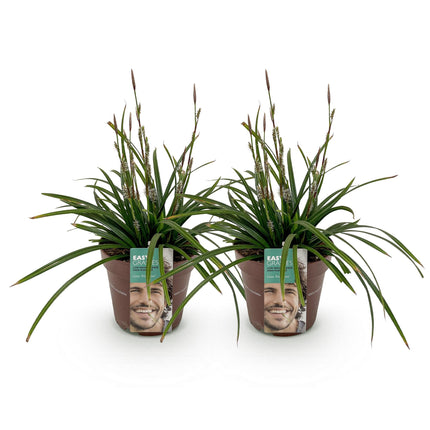 Carex morrowii Irish Green - Zegge - Groen & Geel - ↕50cm - Ø17cm - 2x