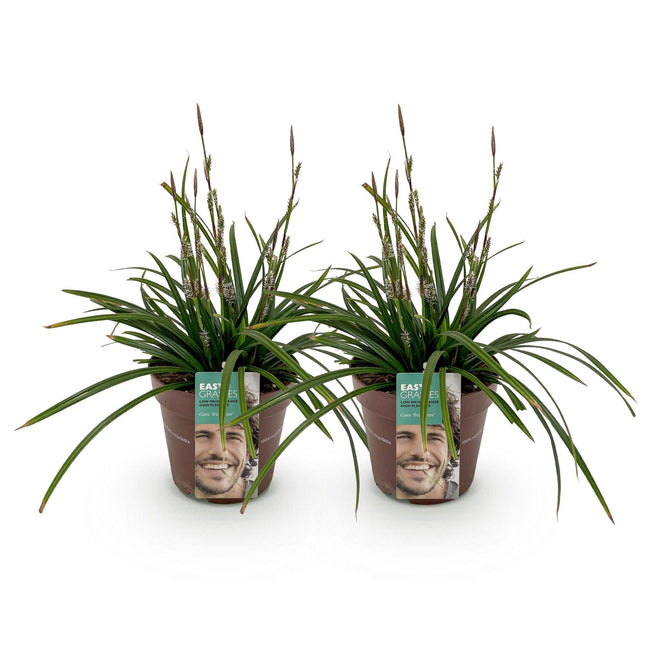 Carex morrowii Irish Green - Zegge - Groen & Geel - ↕50cm - Ø17cm - 2x