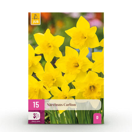 Bulbes de fleurs - Narcisse Carlton - Couleur jaune - 15 bulbes - Calibre 12/14 - Paquet XXL