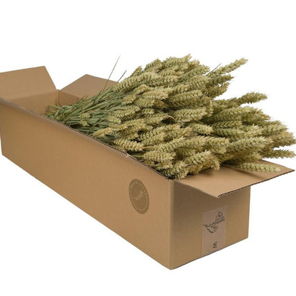 Flores secas de trigo (Triticum) - Naturales - 4 ramos - ↕60 cm