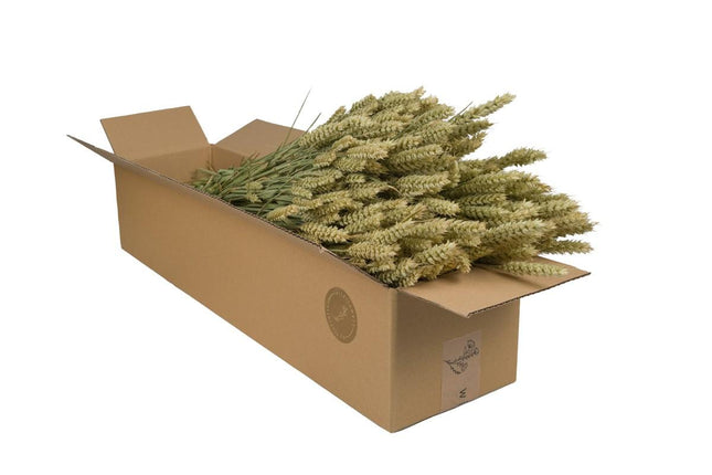 Flores secas de trigo (Triticum) - Naturales - 4 ramos - ↕60 cm