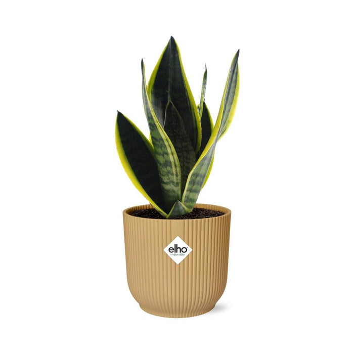 Sansevieria Futura Superba - Vrouwentong - in elho Vibes Fold Ø14cm geel