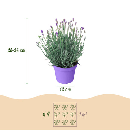 Lavandula angustifolia Munstead - Lavanda - ↕20-25cm - Ø12cm - 6x