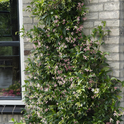 Trachelospermum 'Star of Ibiza' - Tuscan Jasmine - ↕65cm - Ø15cm - 2x