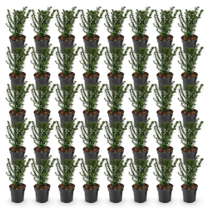 Taxus baccata - Venijnboom - 40x Haagplanten - Groenblijvend - Groen - Pot 9cm - Hoogte 20-30cm