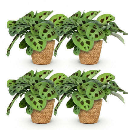 Maranta Fascinator Kerchoveana - Zebra Plant - with Basket - ↕25cm - Ø12cm - 4x