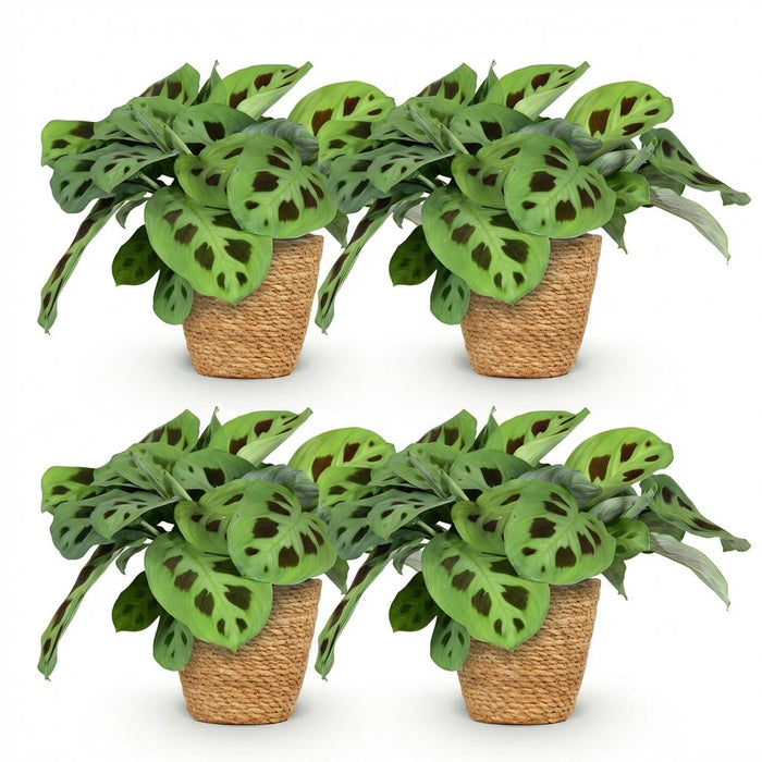 Maranta Fascinator Kerchoveana - Zebraplant - met Mand - ↕25cm - Ø12cm - 4x