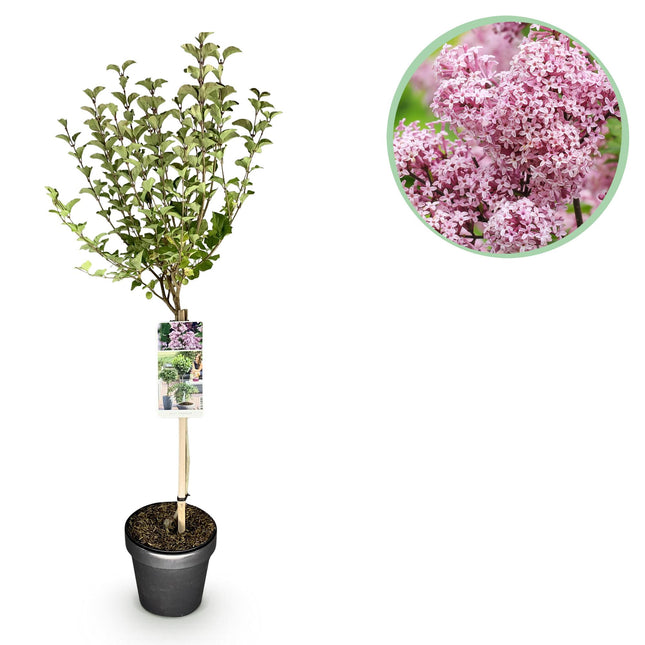 Syringa meyeri Palibin – Terrassenpflanze – Laubabwerfend – Winterhart – Lila Blüte – Topf: 19 cm, Höhe: 90 cm