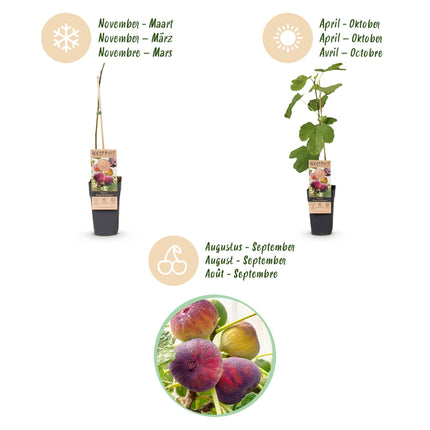 Ficus carica Rouge de Bordeaux - Higuera - Resistente - Fruto morado - 2 plantas - Maceta de 15 cm - Altura 50 cm