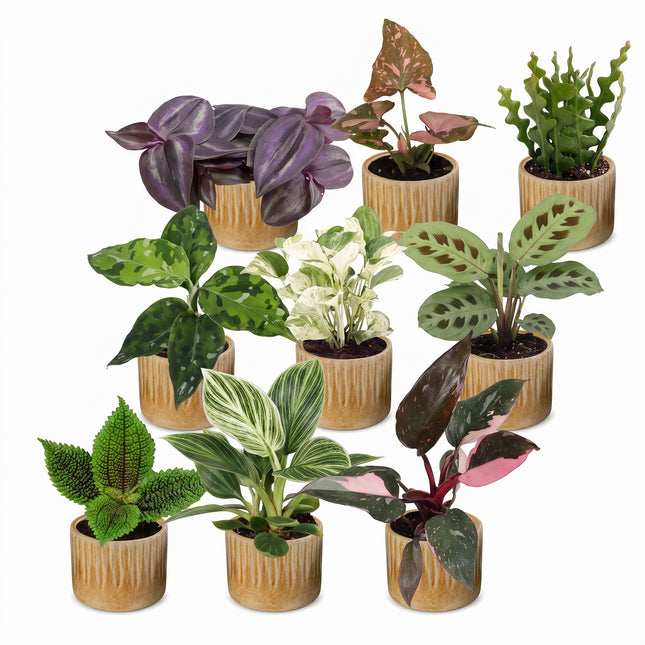 Baby Plants Surprise Box 9x - Verrassingsbox kleine planten - Diversen - Tropisch - incl. Linnea Honey - Ø6cm - ↕5-15cm