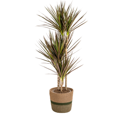 Dracaena Marginata Magenta met mand - ↕110-130cm - Ø21cm