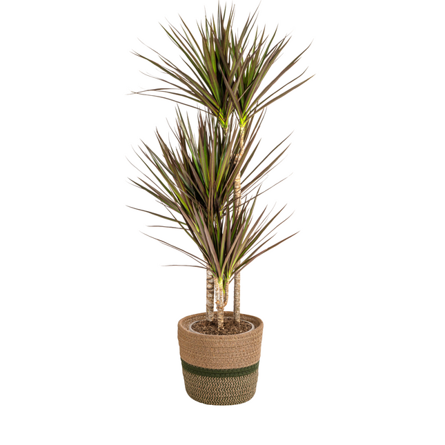 Dracaena Marginata Magenta met mand - ↕110-130cm - Ø21cm