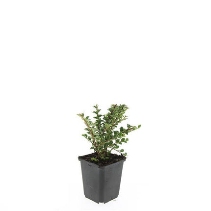 Cotoneaster horizontalis - Vlakke dwergmispel - ↕10-25cm - Ø9cm - 24x