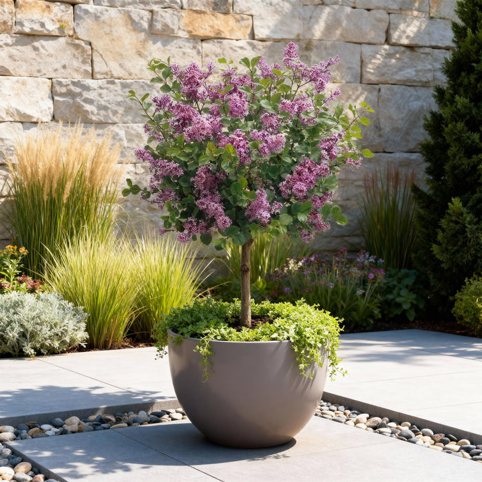 Syringa meyeri Palibin – Terrassenpflanze – Laubabwerfend – Winterhart – Lila Blüte – Topf: 19 cm, Höhe: 90 cm