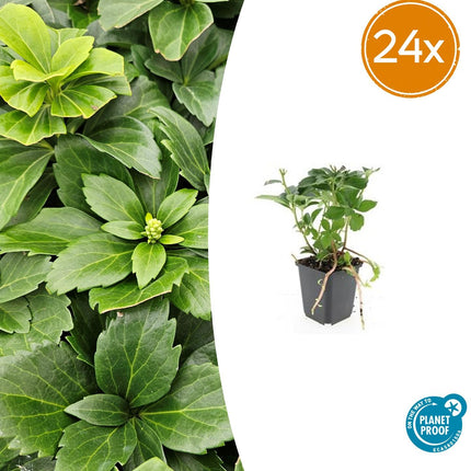 Pachysandra terminalis - ↕10-25cm - Ø9cm - 24x