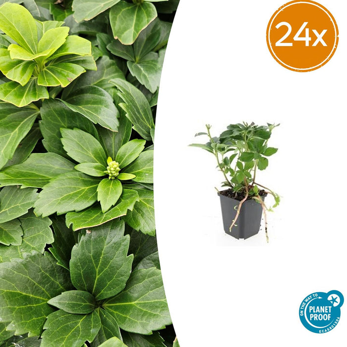 Pachysandra terminalis - ↕10-25cm - Ø9cm - 24x