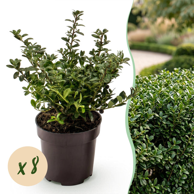 Ilex crenata Stokes - Japanse Hulst - 8x Haagplanten - Groenblijvend - Groen - Pot 9cm - Hoogte 20-30cm