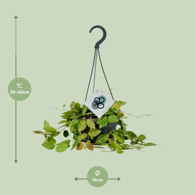 Dischidia Ovata - ↕40cm - Ø14cm