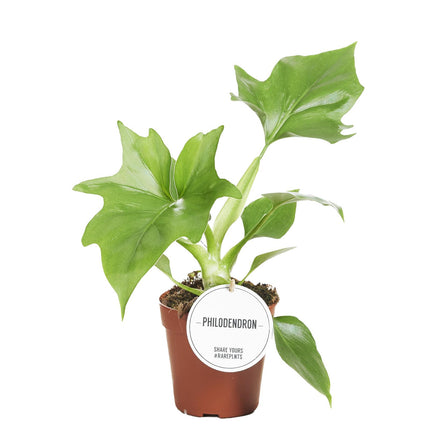 Filodendron Warszewiczii - ↕30cm - Ø12cm - 2x