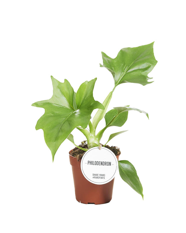 Filodendron Warszewiczii - ↕30cm - Ø12cm - 2x