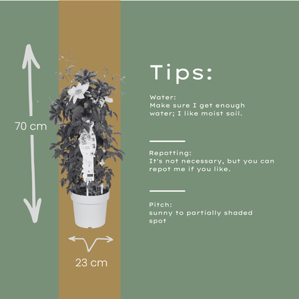Clematis Double Up Barnadine + Masa - ↕70cm - Ø23cm