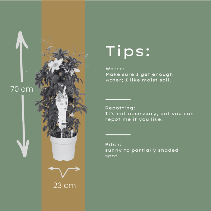 Clematis Double Up Barnadine + Masa - ↕70cm - Ø23cm