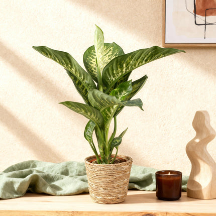 Dieffenbachia Tropic Snow - met mand - ↕90-100cm - Ø21cm