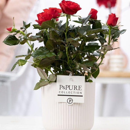 Rosa Rot in P&amp;PURE Sophie Keramik Weiß - ↕30cm- Ø12cm