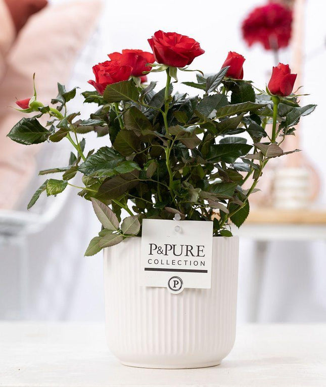 Rosa Rot in P&amp;PURE Sophie Keramik Weiß - ↕30cm- Ø12cm