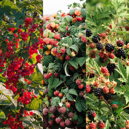 Fruitplanten mix - Rode Bes, Rode Framboos, Zwarte Braam - ↕40cm - Ø11cm - 3x