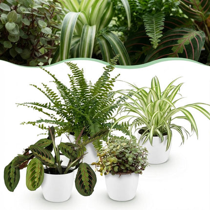 Pflanzenbox – Grünlilie – Maranta – Callisia – Nephrolepis – mit weißen Übertöpfen – ↕25cm – Ø12cm – 4x