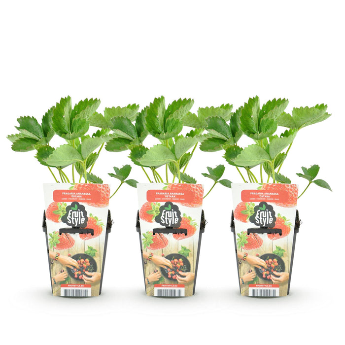 Strawberry plant - Fragaria Maxim - Red Strawberry - Ø9cm - 3x