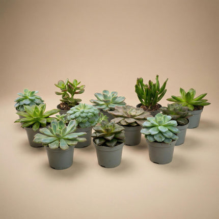 Set di piante grasse miste - in vasi da 6 cm ↕8–12 cm - 12x