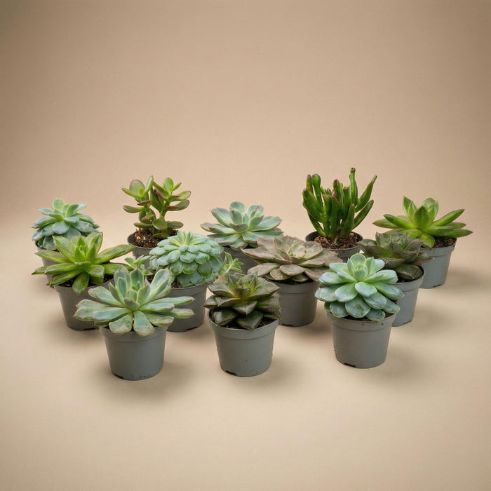 Vetplanten Mix Set - in 6 cm potjes ↕8–12 cm - 12x