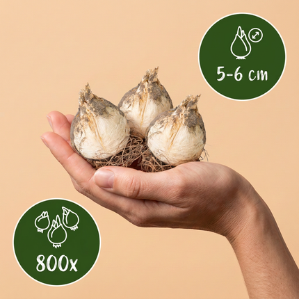 800x Allium Sphaerocephalon - Bloembollen - Kogellook - Paars - Zomerbloeier - Bolmaat 5/6