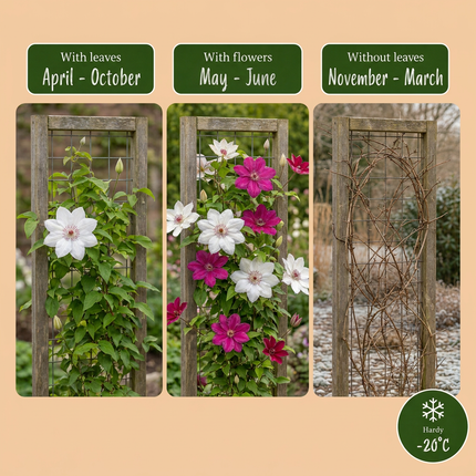 Clematis Duo Pink & White - Bosrank 12x - Wit - Roze - Klimplant - Ø9cm - ↕35cm