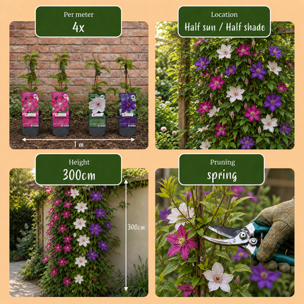 Clematis Tricolour - Driekleurige bosrank 6x- Paars - Roze - Wit - Klimplant - Ø9cm - ↕35cm