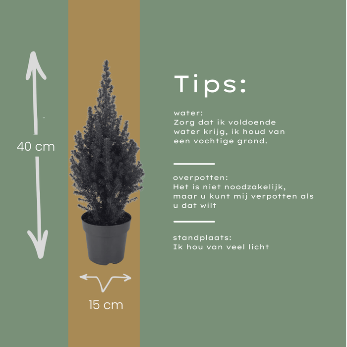 Kerstboompje - Picea glauca Perfecta - Witte Spar - ↕40cm - Ø15cm